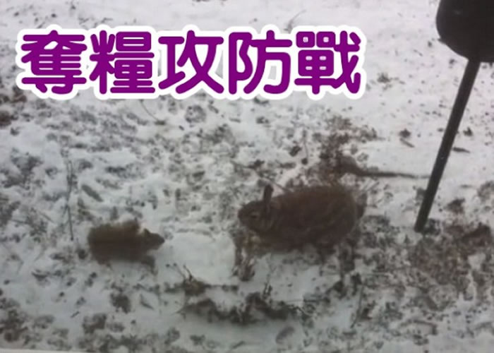 为了争夺鸟粮，野兔（右）和松鼠（左）上演一场精采攻防战。