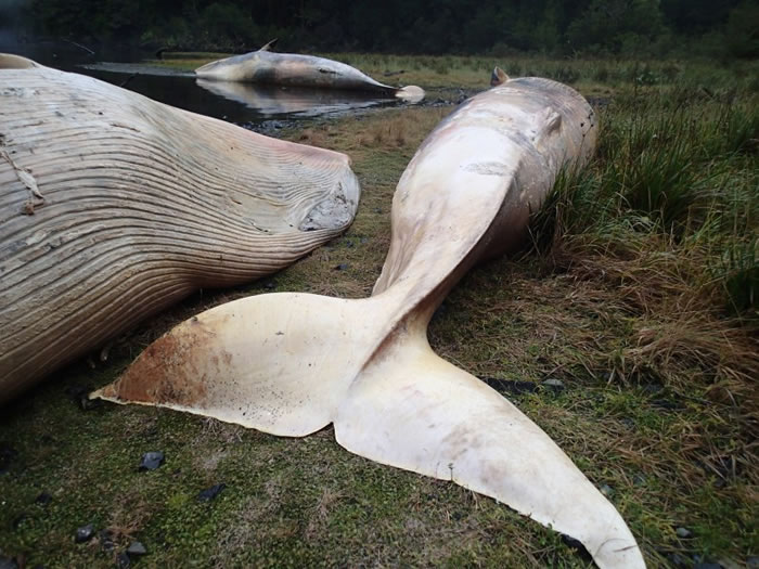 智利海湾337条鲸神秘搁浅死亡