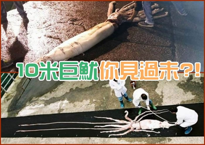 西班牙渔夫捕捉到10米长巨型鱿鱼