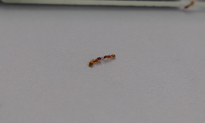 实验中，迁移中的石蚂蚁群受到了不同形式的掠食者袭击