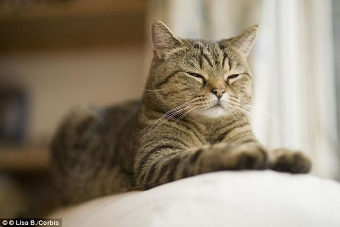 猫的平均寿命比狗多3年，最新研究显示猫的长寿秘诀在于它们独居的生活习性。