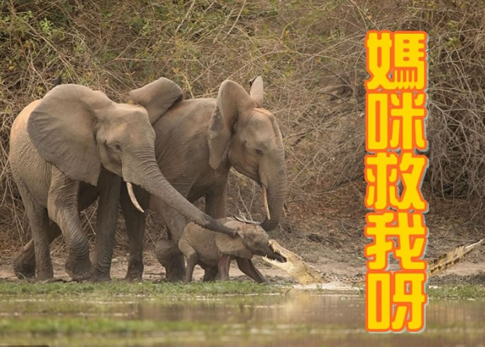 母象及成年象见小象被咬，立即上前营救。