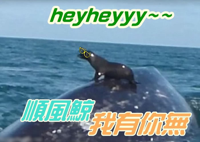 小海豹坐于巨鲸背上，就如坐顺风车一样。