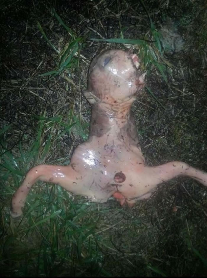 不明生物没有下半身