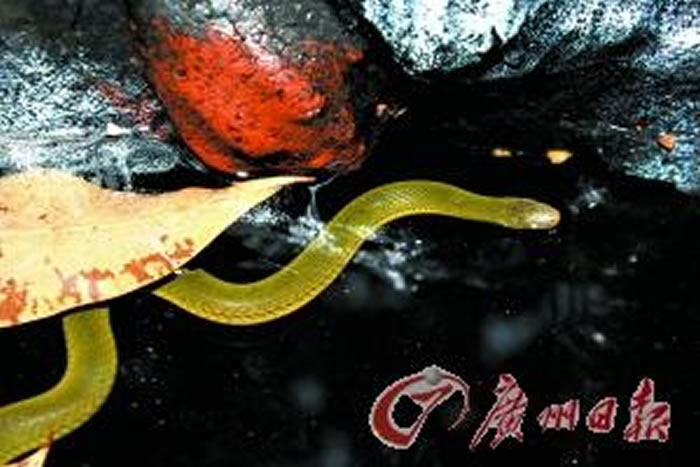 广州白云山溪流发现环境优劣指示生物香港后棱蛇踪迹