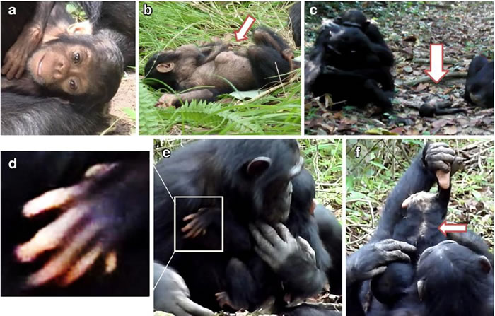 重度残障的小猩猩各项特征，a.嘴巴时常半开，b.腹部有肿瘤，c.母亲整理毛时被放在一边，d.左手有6只手指，e.姊姊帮忙照顾，f背部有部分秃毛。