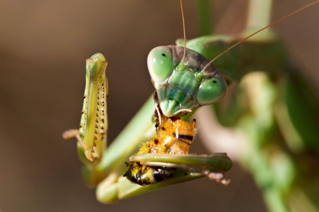 螳螂（如图，这只枯叶大刀螳正在吃蜜蜂）看不到颜色。 Photograph by Daniel Borzynski, Alamy