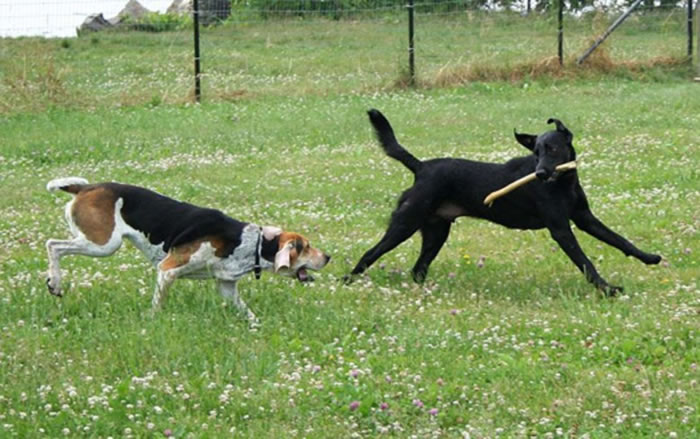 研究认为家犬最先于1.5万年前在中亚出现