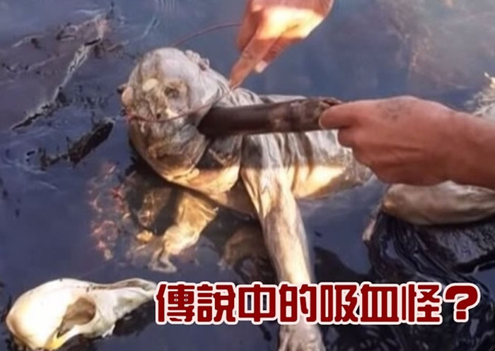 当地人指神秘生物，似是美洲传说中的山羊吸血怪。