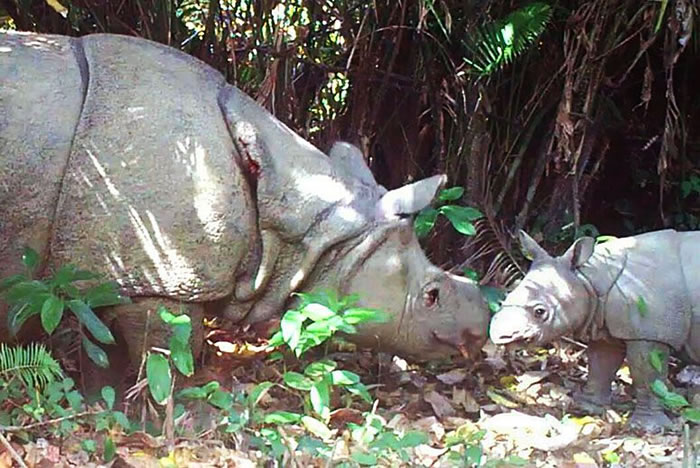 印尼乌戎库隆国家公园（Ujung Kulon National Park）里的相机陷阱捕捉到严重濒危的爪哇犀牛与幼兽的影片。