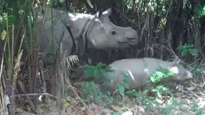 印尼乌戎库隆国家公园（Ujung Kulon National Park）里的相机陷阱捕捉到严重濒危的爪哇犀牛与幼兽的影片。