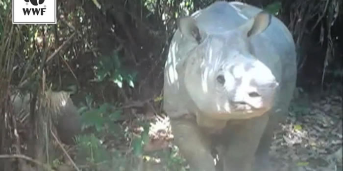 印尼乌戎库隆国家公园（Ujung Kulon National Park）里的相机陷阱捕捉到严重濒危的爪哇犀牛与幼兽的影片。