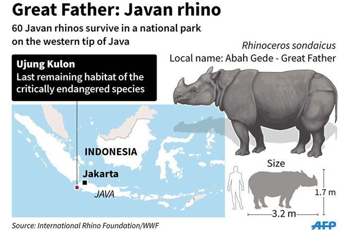 印尼乌戎库隆国家公园（Ujung Kulon National Park）里的相机陷阱捕捉到严重濒危的爪哇犀牛与幼兽的影片。
