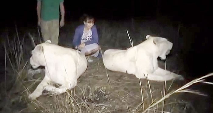 克里米亚别野生动物园推出夜间近距离接触野生动物项目