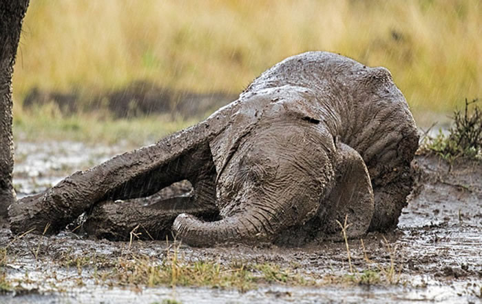 肯尼亚马赛马拉（Maasai Mara）国家保护区刚刚下了倾盆大雨，这头可怜的小象在湿滑地面上无法站起来。