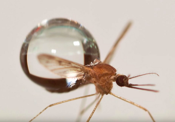 蚊子为何在大雨中能轻松闪避 原来它们是昆虫界中的太极高手