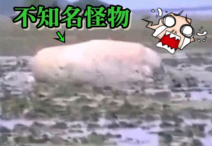 海啸后有白色怪物冲上岸