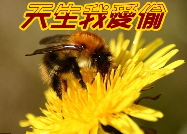 研究指出，部分蜜蜂是天生的小偷。