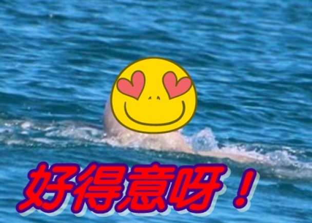 澳洲短鳍海豚样貌趣致