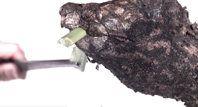 英国BBC《Earth Unplugged》频道发布视频展示各类动物的猎捕过程