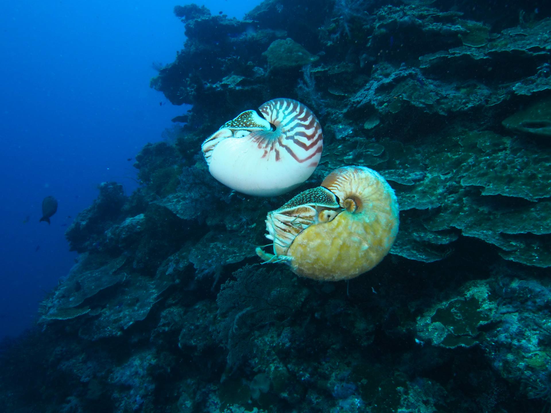 美国科学家海底发现超稀有海洋生物活化石异鹦鹉螺(Allonautilus scrobiculatus)