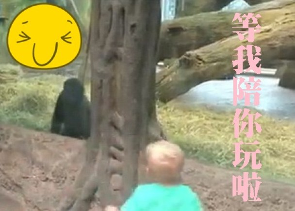 丘特与大猩猩隔着玻璃对望