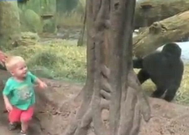 丘特和大猩猩走来走去，玩得不亦乐乎。
