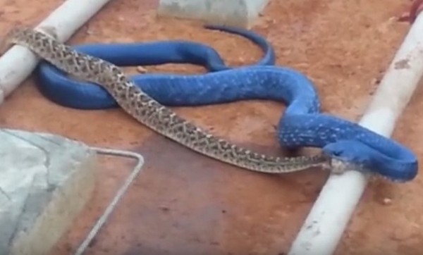 美国德州：北美最巨大的深蓝色森王蛇(indigo snake)在路边吞响尾蛇