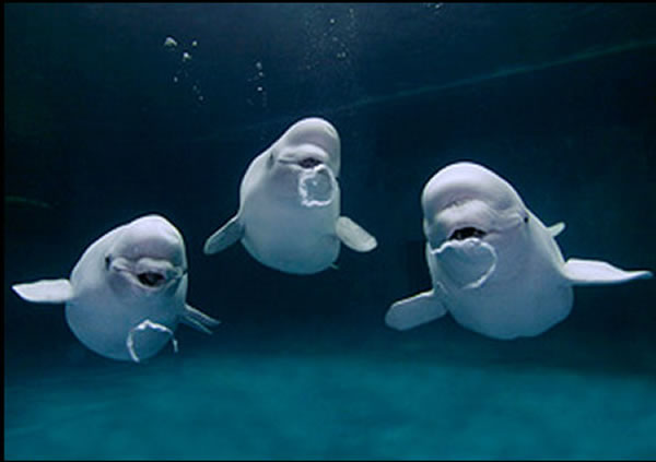 日本水族馆3只白鲸在水中表演一起点头、吐泡泡圈