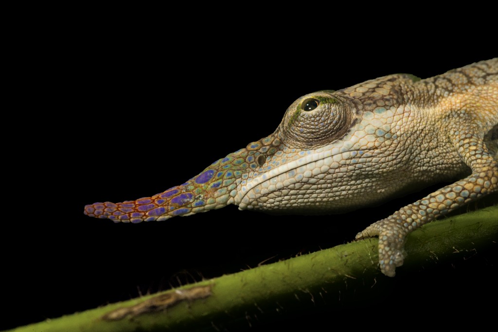 口鼻上有隆起物的长鼻变色龙。 Photograph by Christian Ziegler