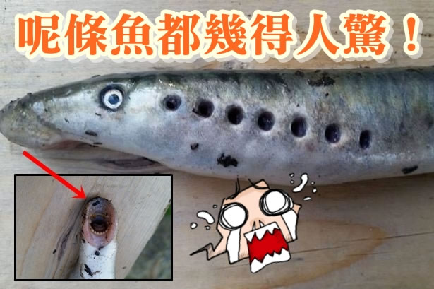 七鳃鳗绝迹英国河道200年后重现