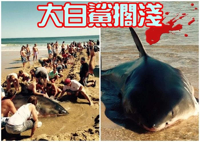 游客在沙滩上挖出一条坑道，尝试把大白鲨送回大海中。