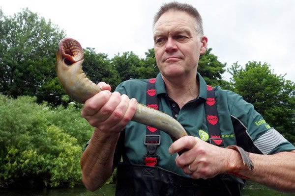 英国河流重现“吸血鬼鱼”七鳃鳗