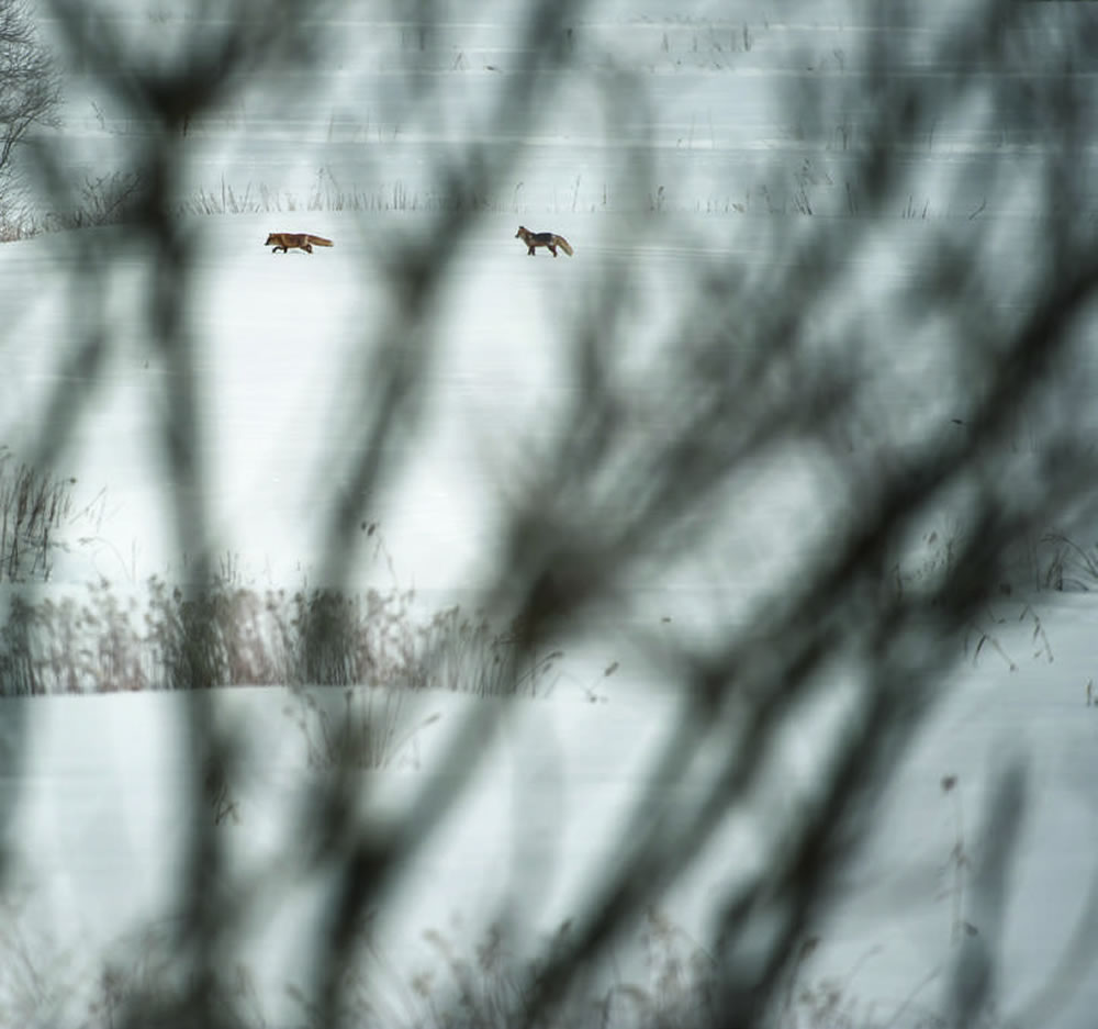 恋爱季节。法国，孚日省，香槟大区（Champagne），2010 年； Nikon D3s，400mm 镜头，快门1/3000 秒，光圈值f 4，感光度200。