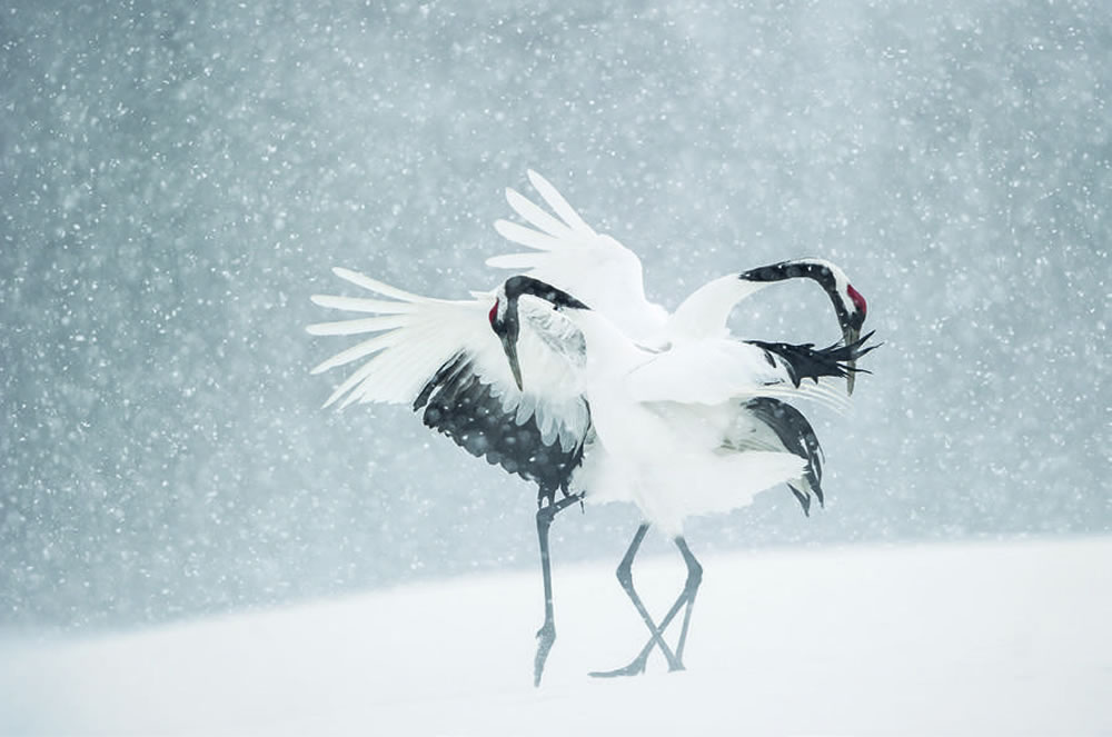 舞鹤。日本，北海道，辻利（Tsuiri），2011 年； Nikon D3s，600mm 镜头，快门1/5000 秒，光圈值f 4，感光度320。图片出自《当代