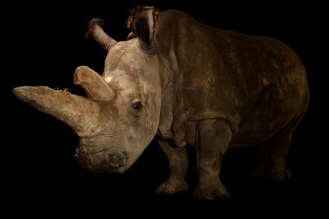 科学家曾试图为圈养的娜比黑进行交配繁殖，但却徒劳无功。 PHOTOGRAPH BY JOEL SARTORE