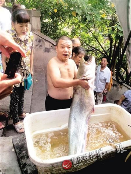 长江边上钓起一条重达36斤的大鲶鱼