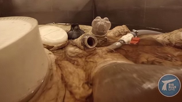 加拿大科学家近日首次解剖蓝鲸心脏