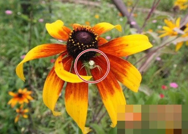 蜘蛛（红圈示）背面的花纹像人的脸，尖尖的脸被指像电影里的“外星人”。