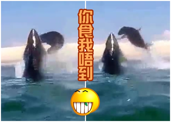 灰海豹尾巴向一同跳起的大白鲨拍打过去