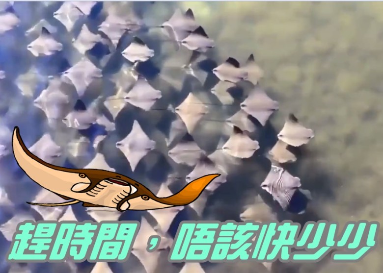 魔鬼鱼群游过浅水区，场面极其壮观。
