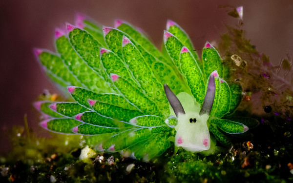 印尼巴里岛附近拍摄到海蛞蝓（Costasiella）