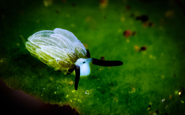 印尼巴里岛附近拍摄到海蛞蝓（Costasiella）