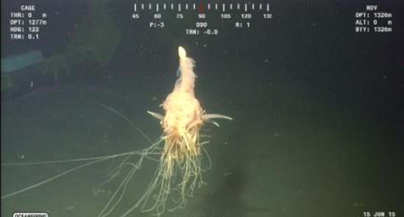 非洲安哥拉海岸附近日前惊现类似水母的深海生物