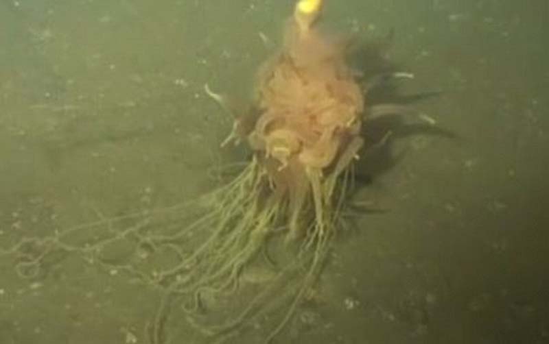 这种管水母目生物是英国石油公司（BP）的石油钻机在大西洋深海中发现的。