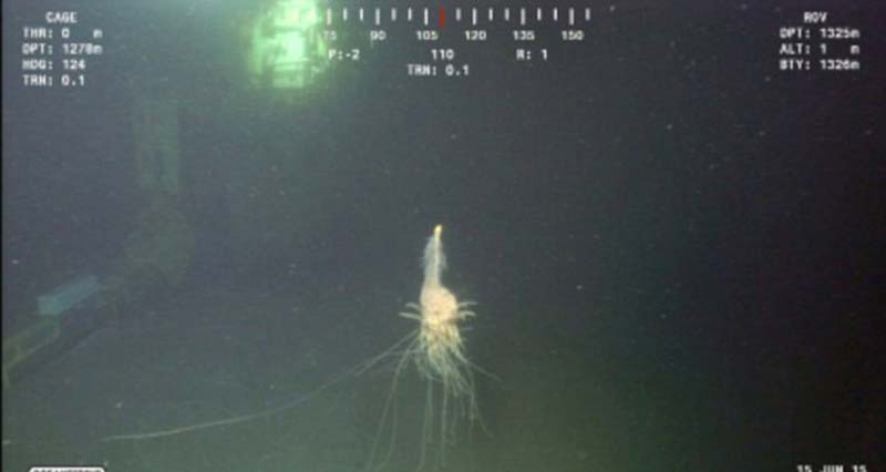 管水母目生物的家族很大，包括珊瑚和水母，它们不属于单体生物，实际上是由成千上万的生物组合而成。
