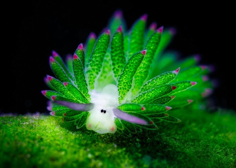 海洋生物学家把这种海蛞蝓命名为“ìCostasiella?”