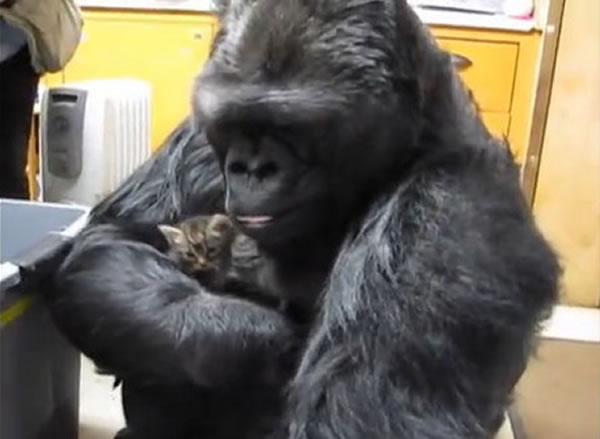 大猩猩「可可」（Koko）喜欢小猫