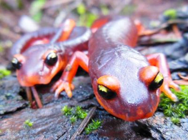 Ensatina蝾螈（Ensatina eschscholtzii）是美国西海岸一带常见的无肺蝾螈，它是北美数百种受到某种新出现的感染性病原体威胁的地方性蝾螈物