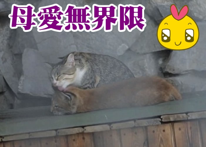 家猫继母（上）悉心照顾小山猫（下）。